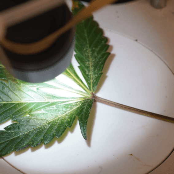 Leaf under light
